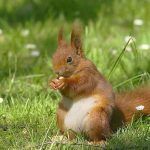 Permis de chasse à l’écureuil illégalement en vente sur le darkweb