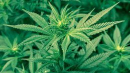 La légalisation de la marijuana pourrait freiner l'expansion de Brossard